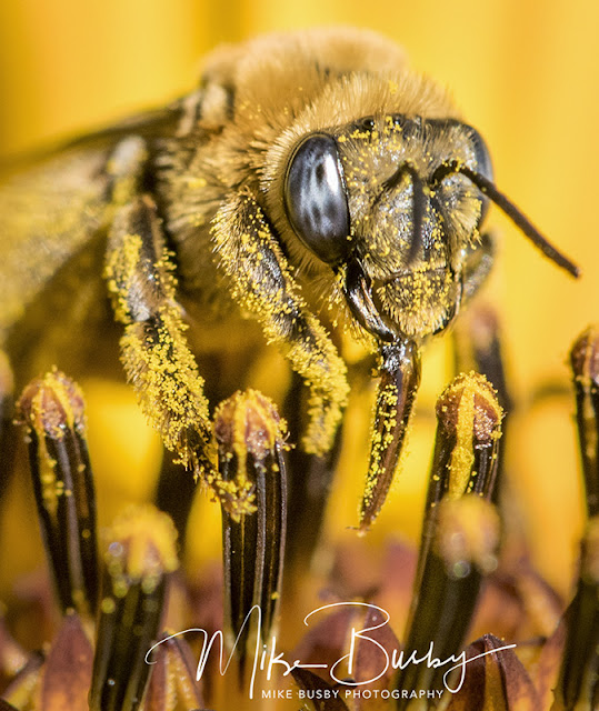 Pollinator - Bee - by Spokane Photographer Mike Busby