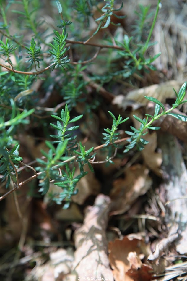 Cistus umbellatus Hélianthème en ombelle, Cuvier, Fontainebleau (C) Greg Clouzeau