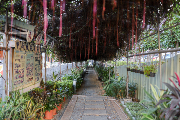 台中大里蒜香藤隧道，中新社區綠色隧道欣賞粉紫色蒜香藤，大元國小旁