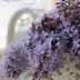 Beautiful Lilacs