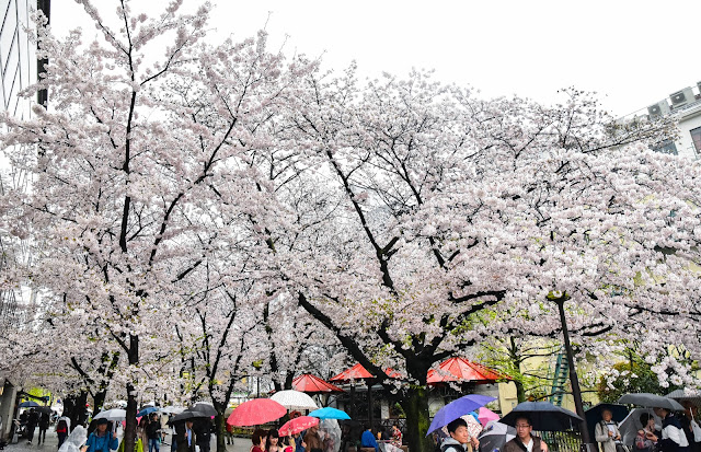 京都 祇園白川 櫻花 藝伎 和服 町家 燈籠 春天 雨