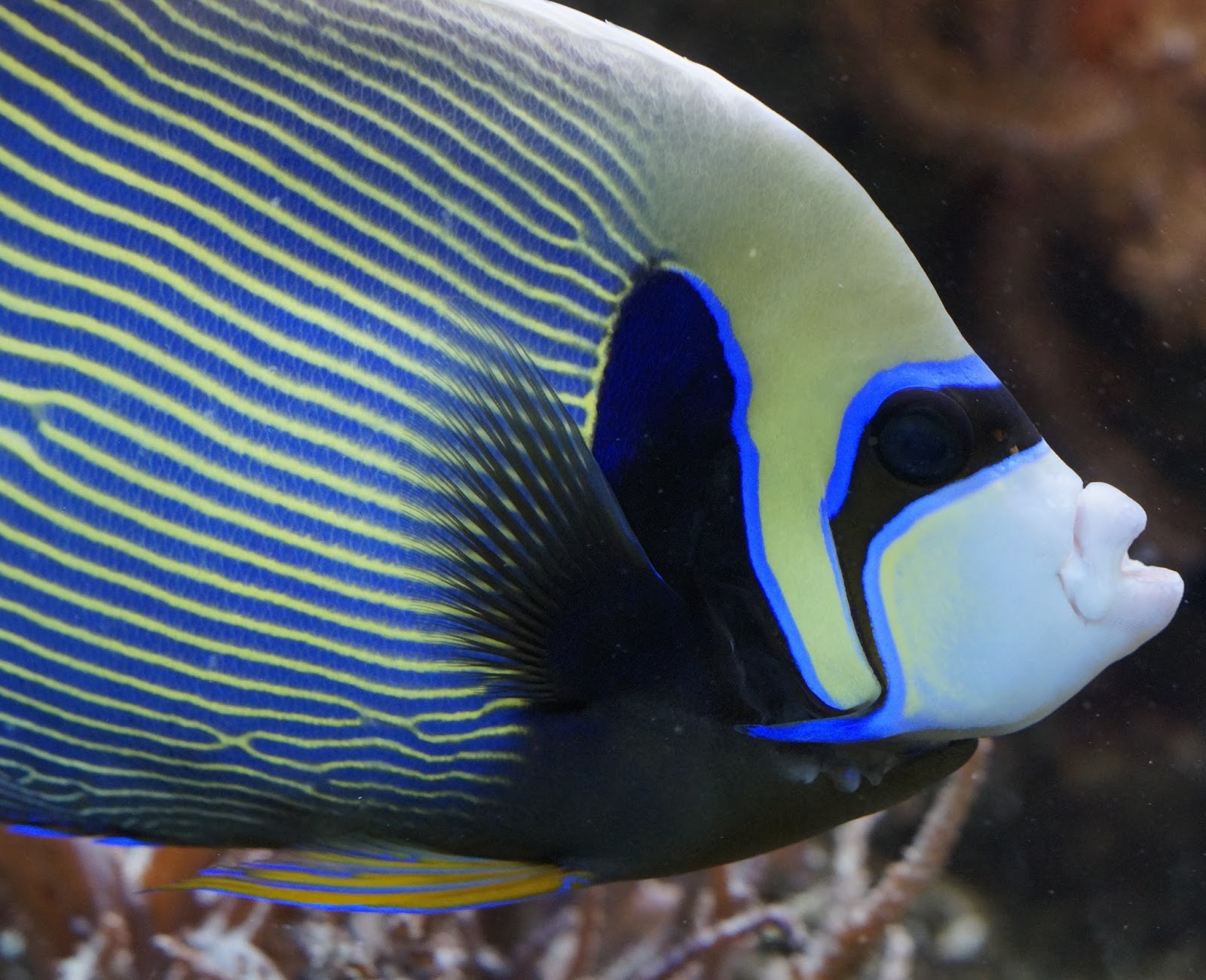 Picture of a emperor angelfish.