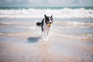 collie running out of the sea at the beach with a ball