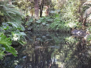 a pool of water that is pumped throughout the fernery