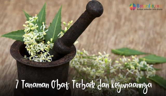 7 Flora Obat Terbaik Dan Kegunaannya