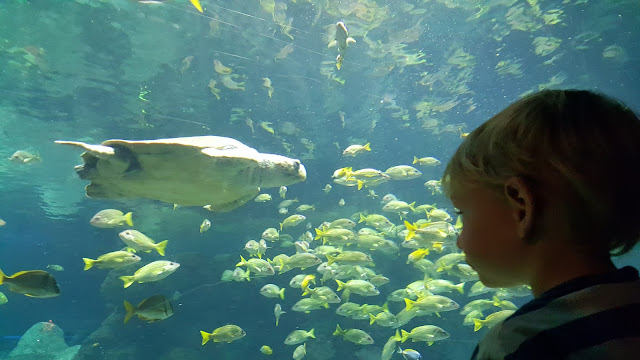 sea-world-turtle