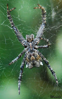 Araña orbitela de las chumberas(Cyrtophora citricola).