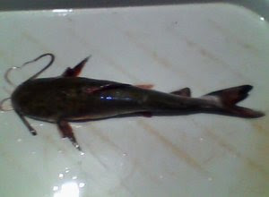 memancing-ikan-sembilang.jpg