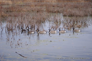 Canada Geese