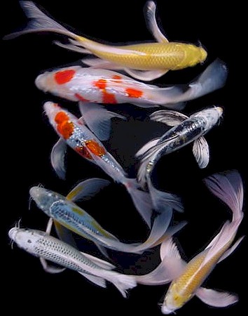 Wallpapers Unlimited Japanese Colorful Koi Fish