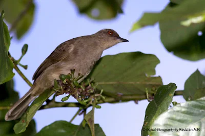 Red-eyed Bulbul (Pycnonotus brunneus)