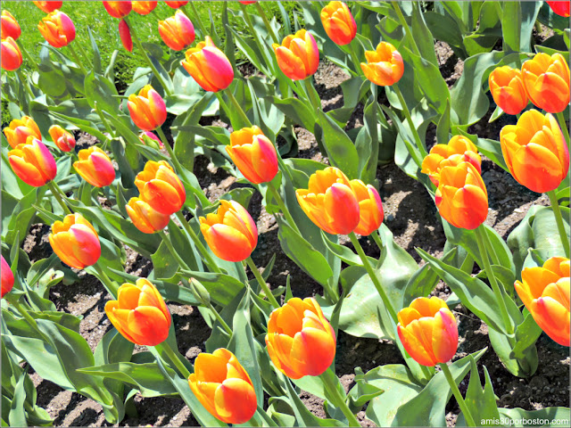 Tulipanes del Boston Public Garden en Primavera