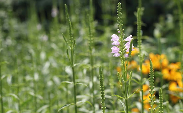 Physostegia Virginiana Flowers Pictures