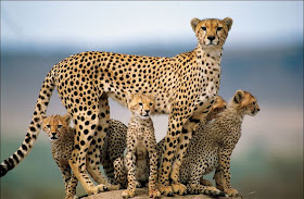 Female Cheetah with her Family 4