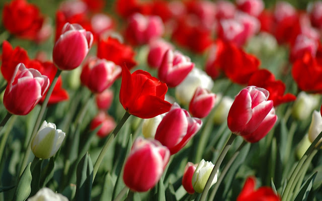 Tulip HD Wallpapers Free Download