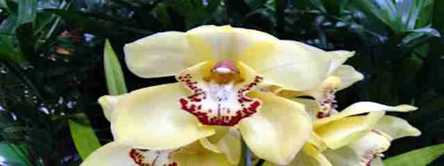 orquidea.citacoesepoesias.app.recordacoes