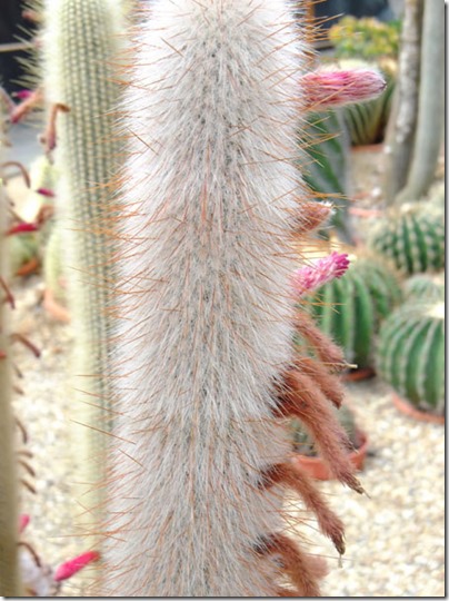 Cacti17-blog