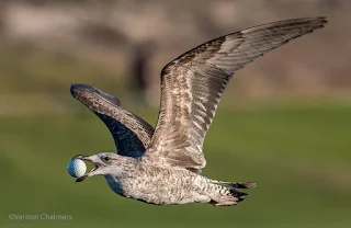 Birds in Flight Photography: Confused Seagull Woodbridge Island