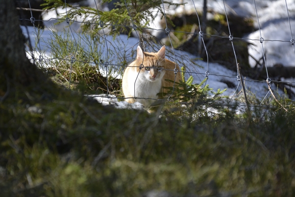 pusekatt kattepus pus katt