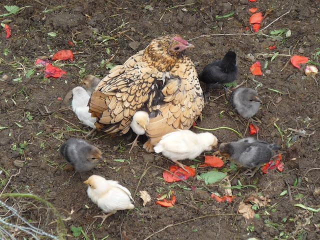 Hen and baby chicks organic and free-range