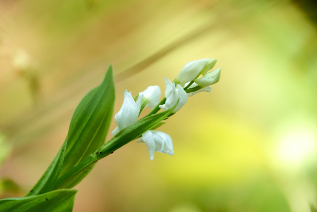 Cephalanthera erecta