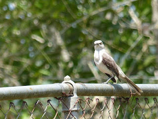 Mimus gilvus - Moqueur des savanes