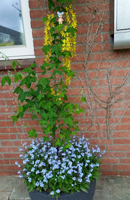 Momo in de gouden regenboom tussen de bloemen, de vergeet-me-nietje groeien beneden over de pot!