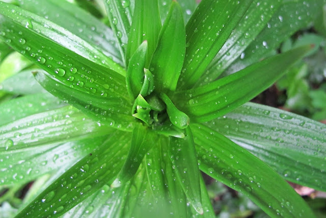 moois uit mijn tuin : april 2013