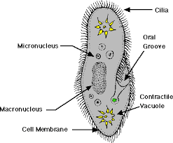 Paramecium
