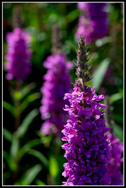 Nova Scotia; Flower; Lupine