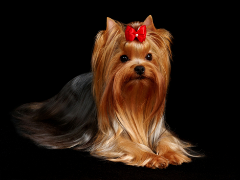 Yorkshire Terrier