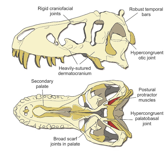 T. rex used a stiff skull to eat its prey T. rex used a stiff skull to eat its prey