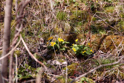 marsh marigolds, next month?