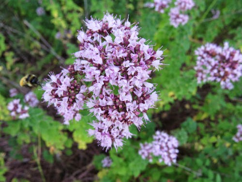 mistflower