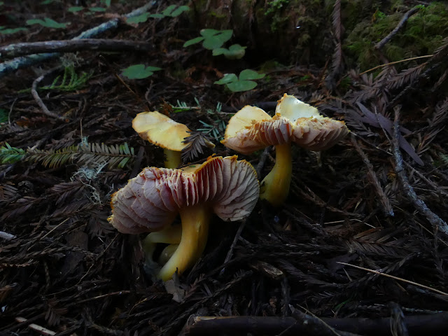 mushrooms of yellow with pink gills