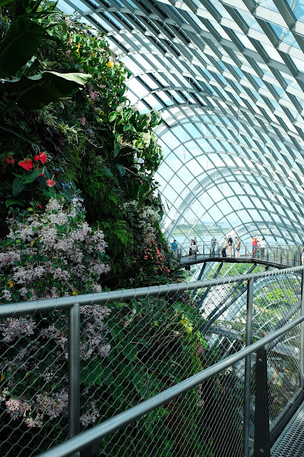 cloud forest | sillyandordinarygirl