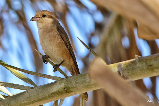 Isabelline Shrike (Lanius isabellinus) at al Mamzar park, Dubai