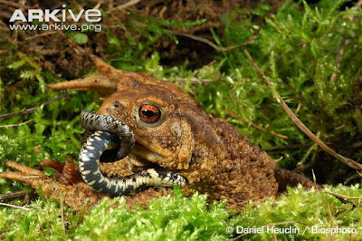 Grass Snake and Common Toad