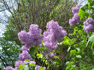 photo of lilacs near Bussey Hill in the Arnold Arboetum