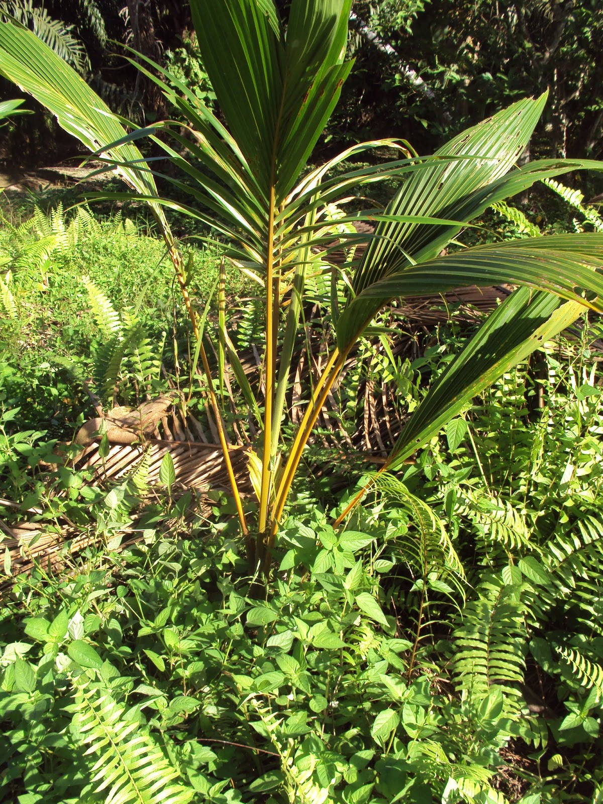 Hang Kebun POKOK KELAPA  TUMBUH TERBIAR