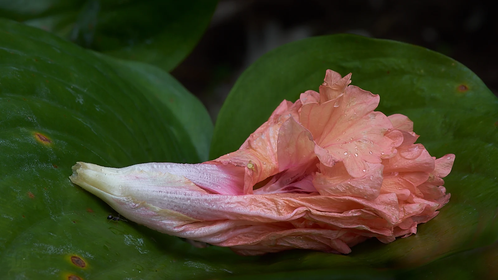 The ant and the spider would give different descriptions of the fallen flower.