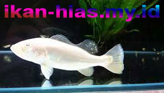 ikan peacock bass albino