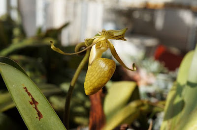 Paphiopedilum ooii orchid plant care and culture