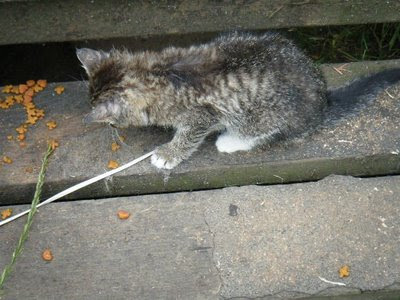 sick kitten now eating some dry food