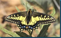 anise swallowtail