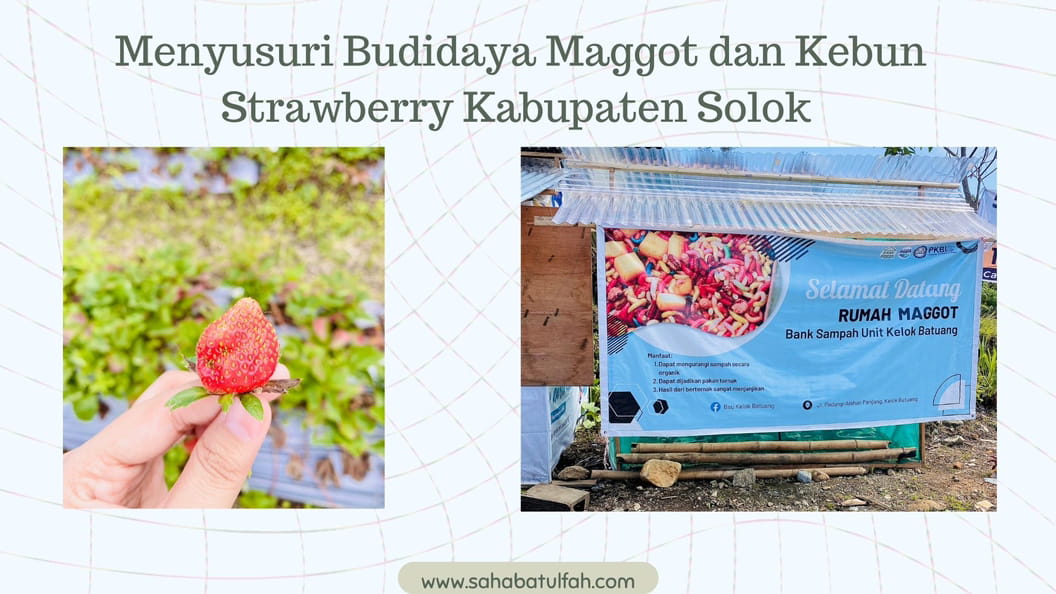 Budidaya-maggot-dan-kebun-strawberry-kabupaten-solok