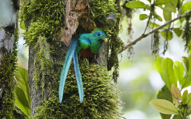 Aves Exoticas