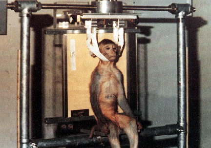 animal testing pictures. animal testing pictures