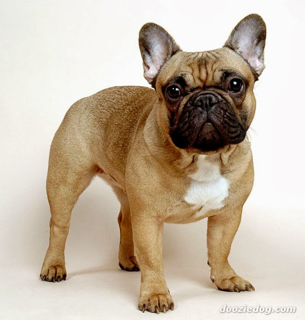 French Bulldog HD Wallpapers