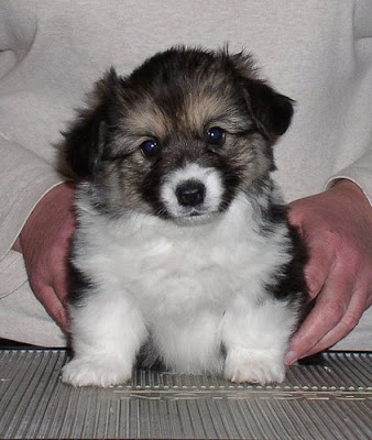 6-week old Maddi with two floppy ears